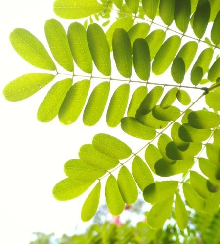 About Close-up of vibrant green leaves in sunlight, showcasing natural beauty and growth.